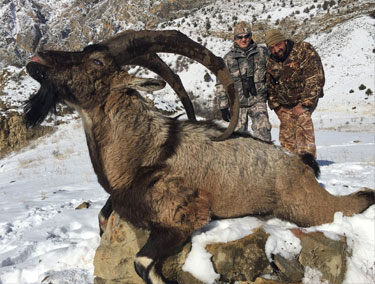 Bezoar Hunting