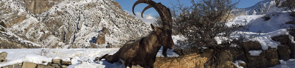Bezoar Hunting